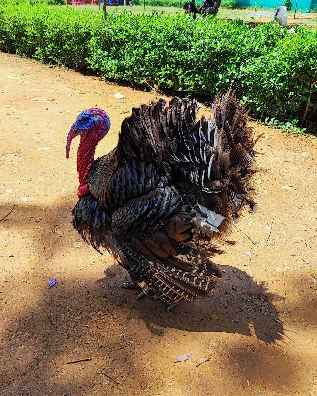Bird