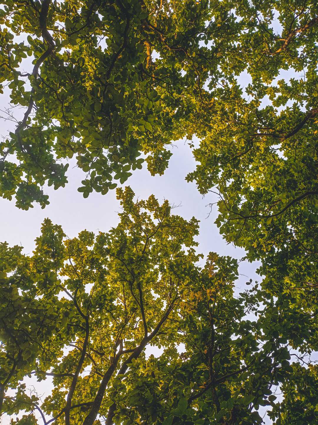 trees 