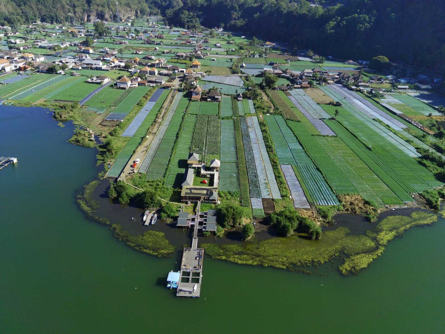 Vegetables Plantation - Lake Batur, Bali