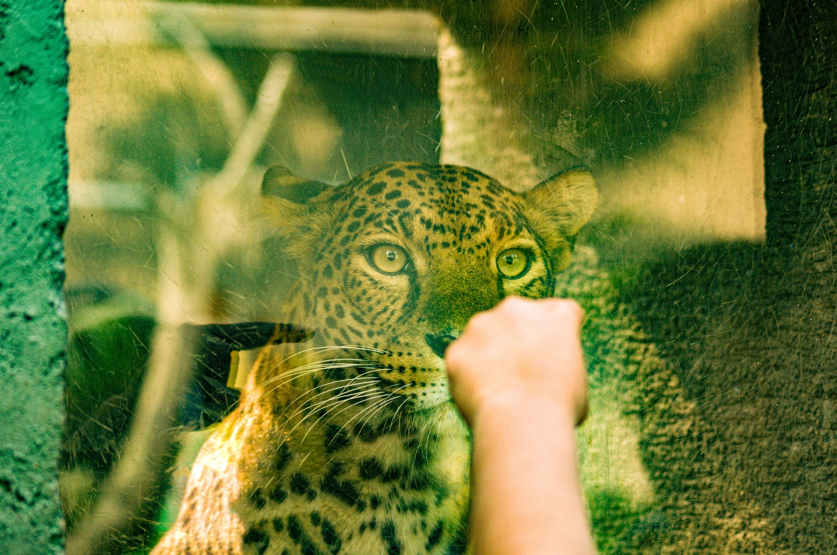 Leopard in Jatim Park 2