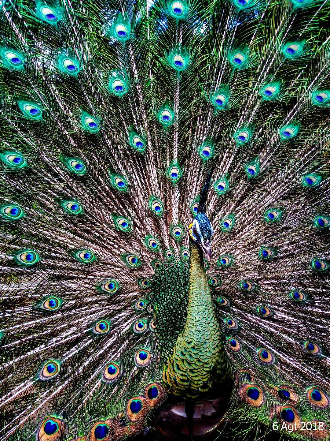 BURUNG MERAK