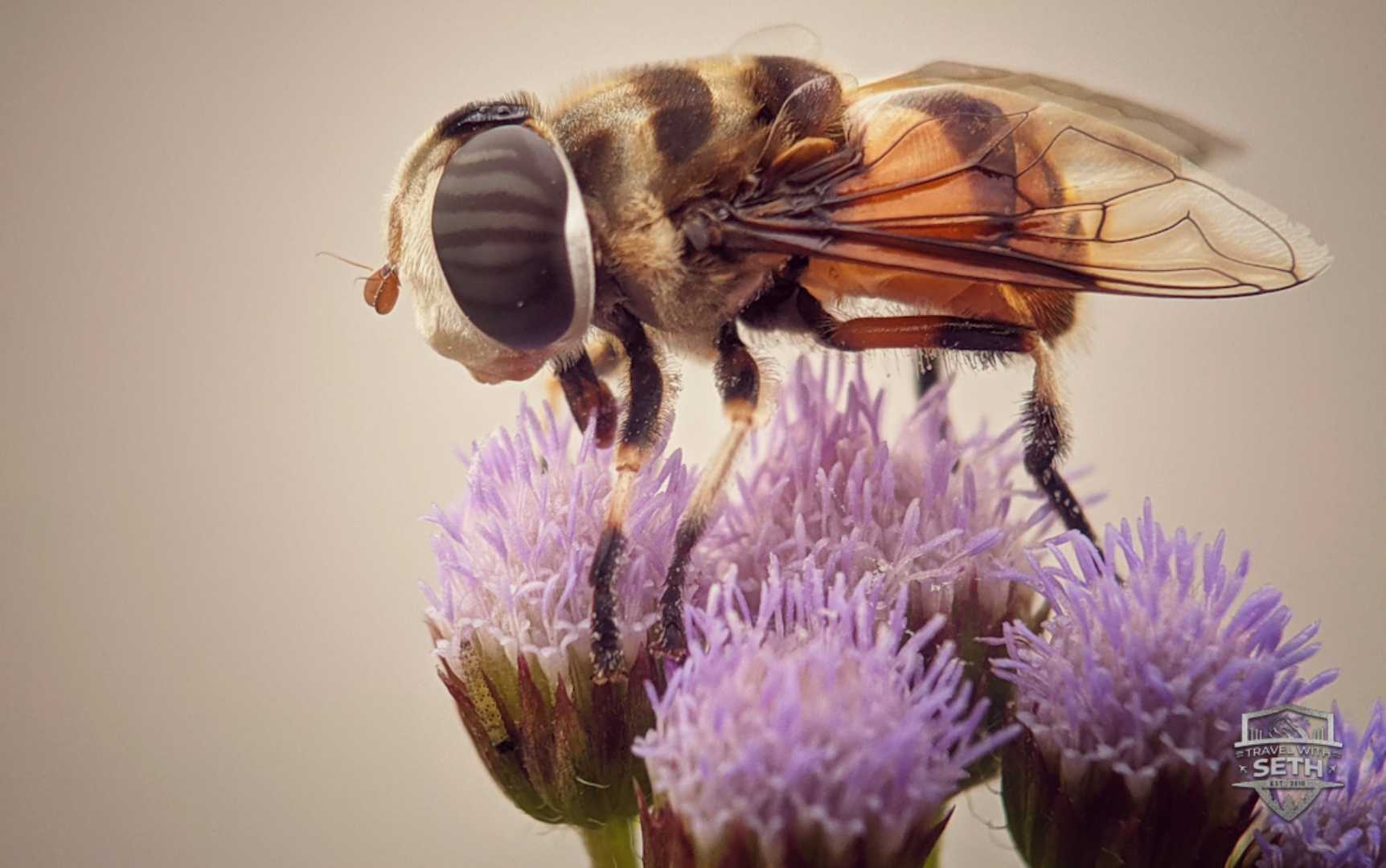 Bee Time