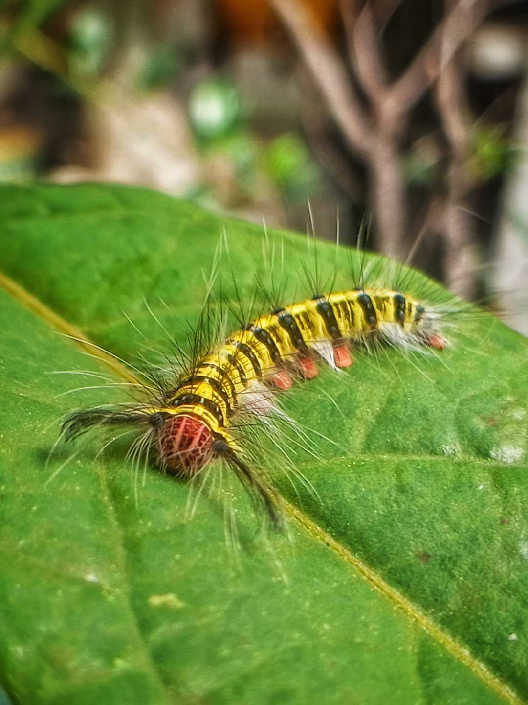 catterpillar