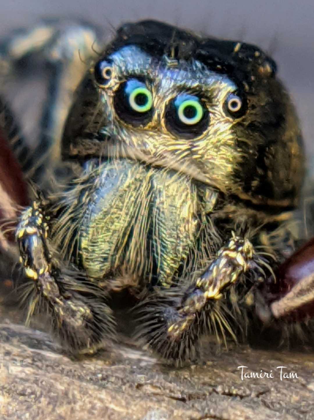 HYLLUS