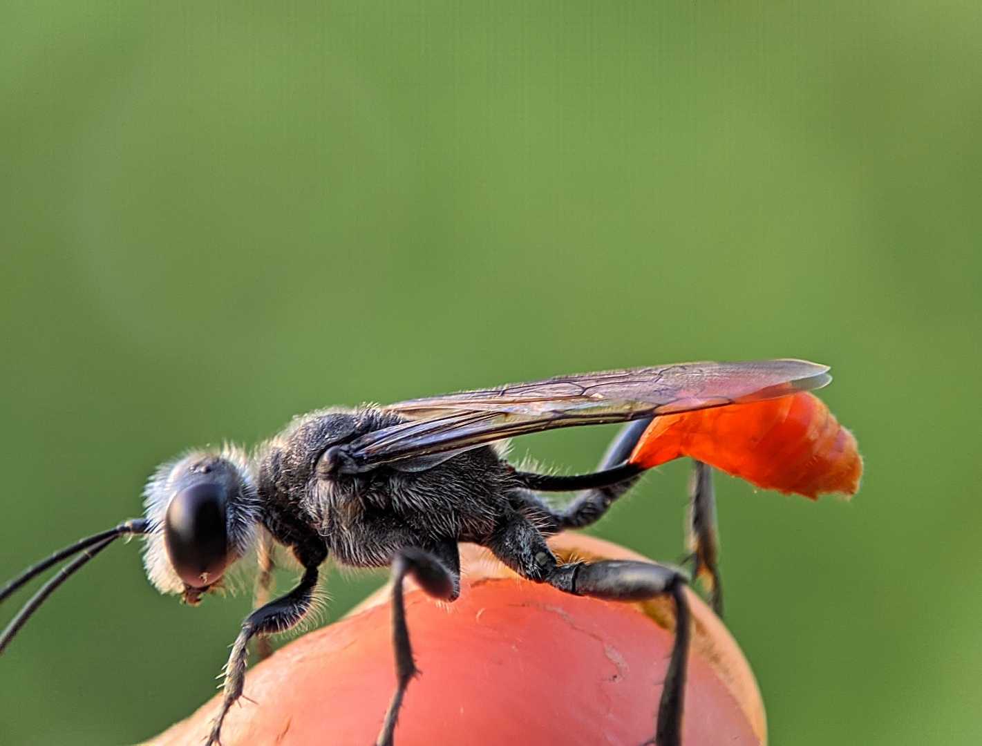 Podalonia