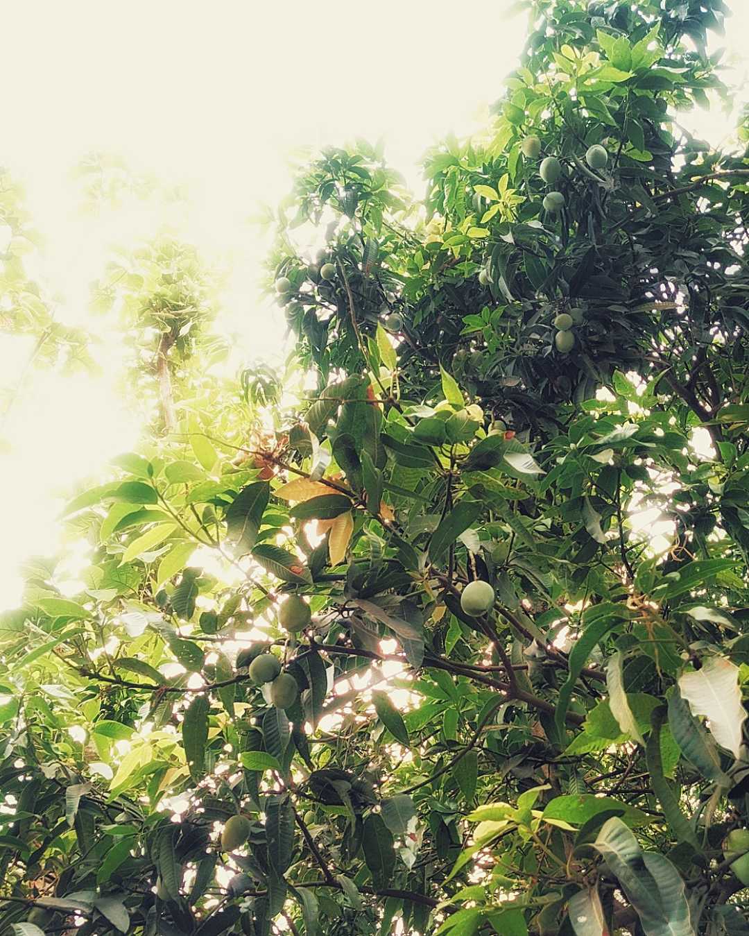 Aam