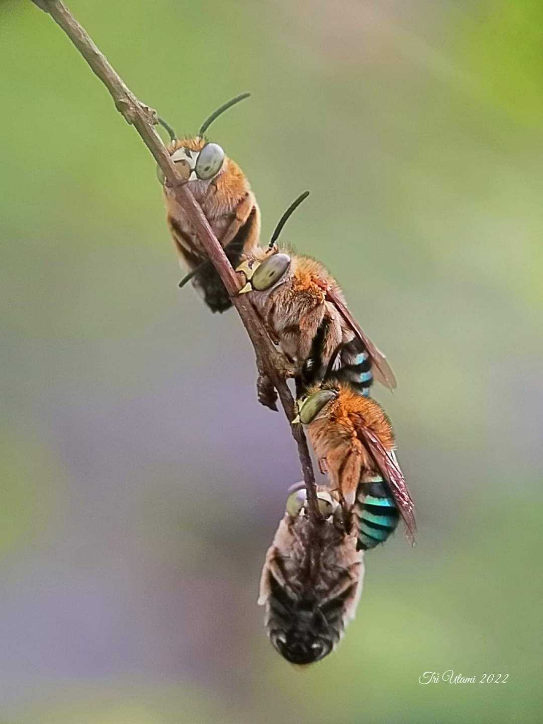 Lebah Pita Biru 