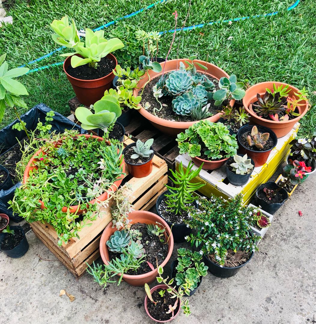 Mi jardín
