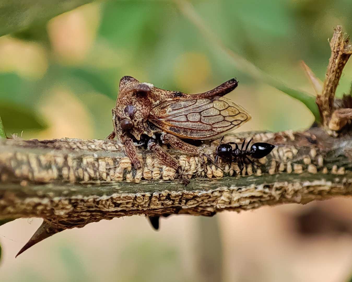 Treehopper