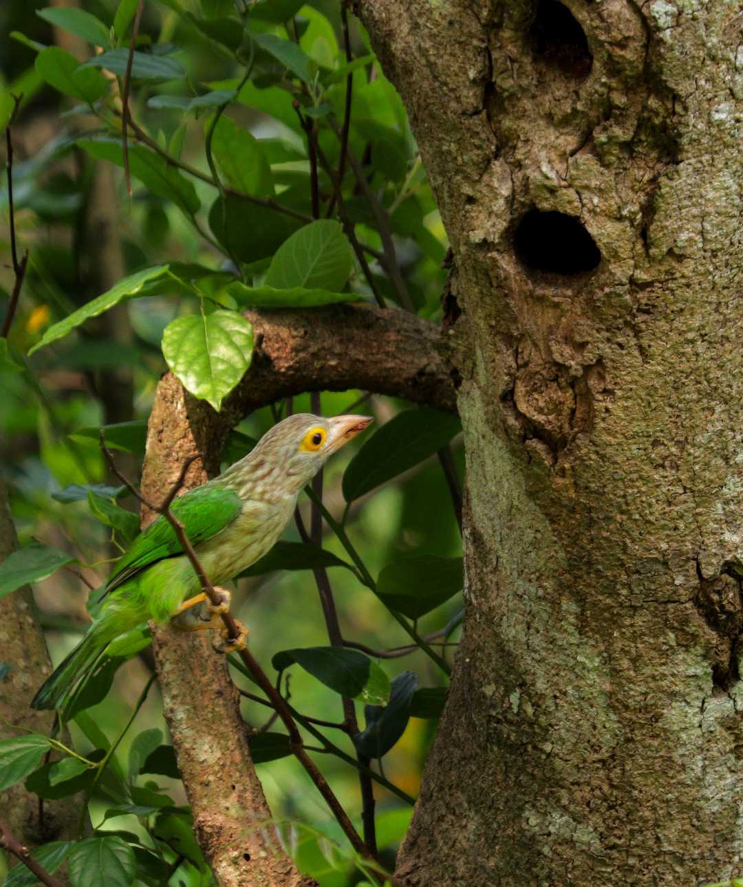 Birds World