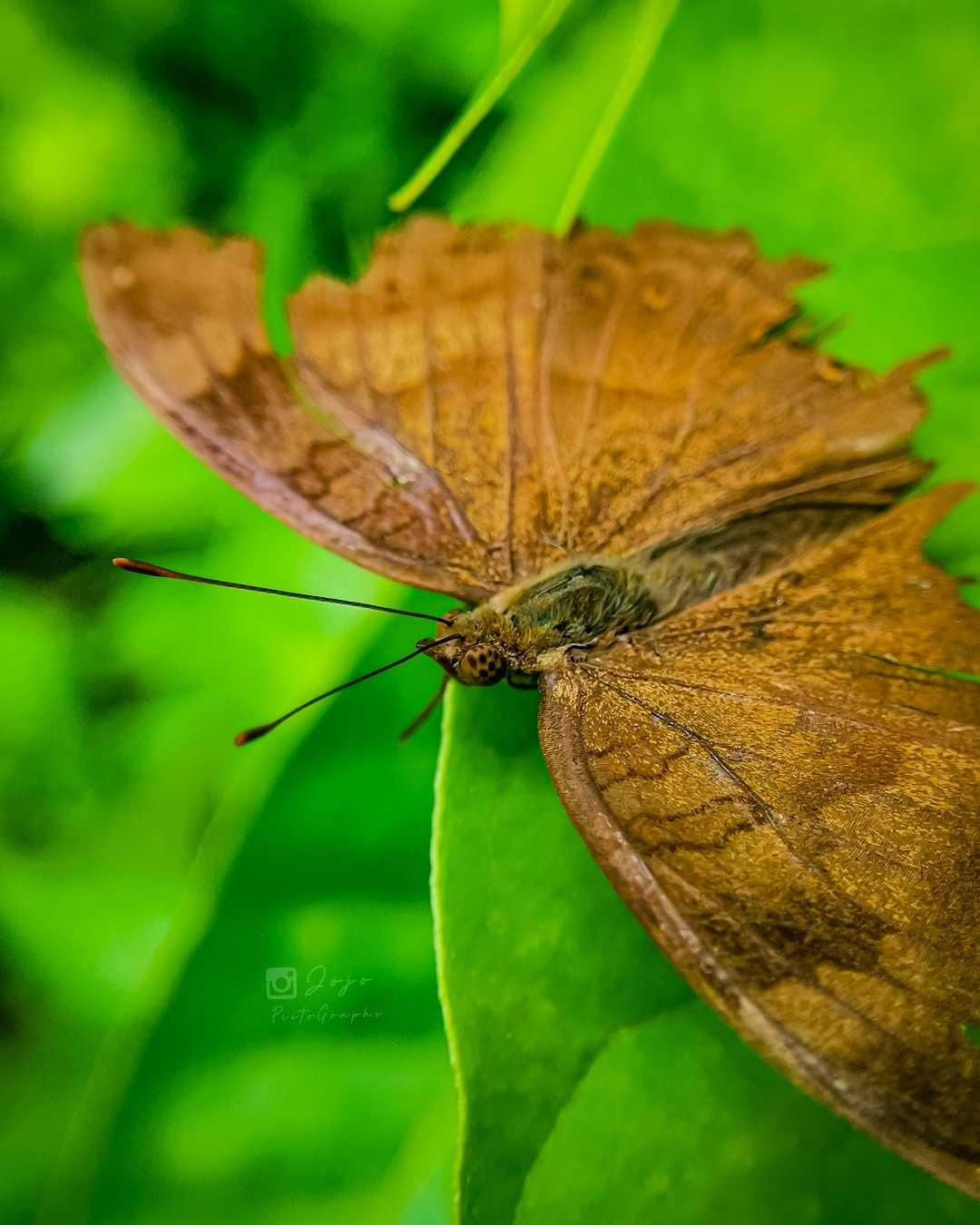 Junonia iphitha 