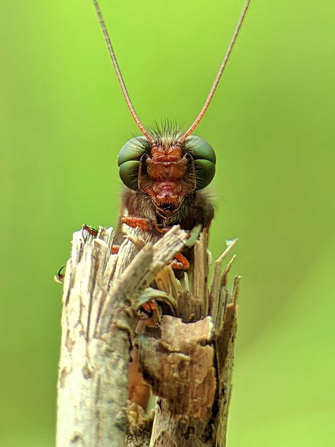 Ascalaphidae 🐝