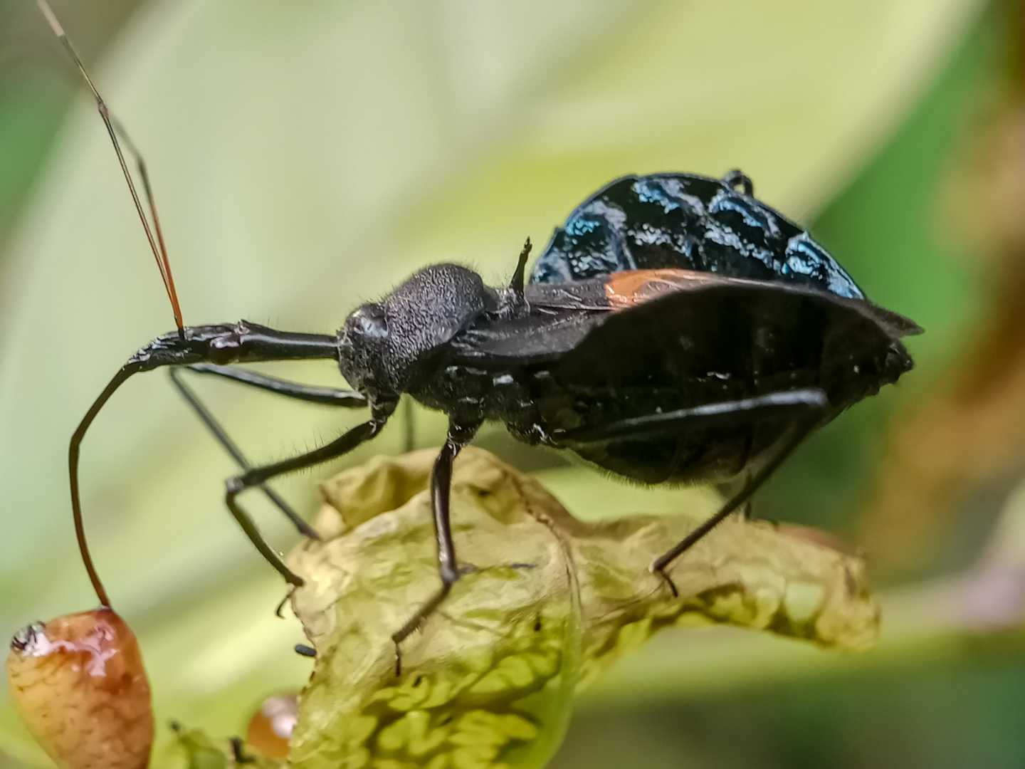 Assassin bug