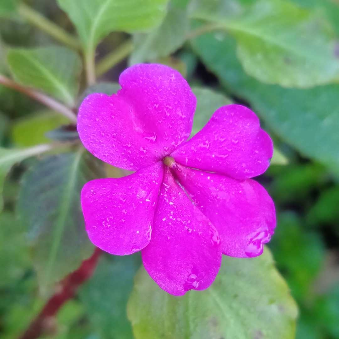 Impatiens hawkeri