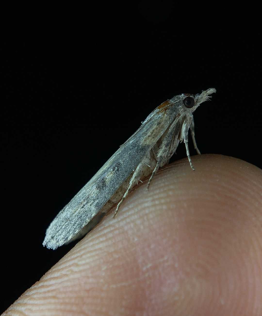 The moth