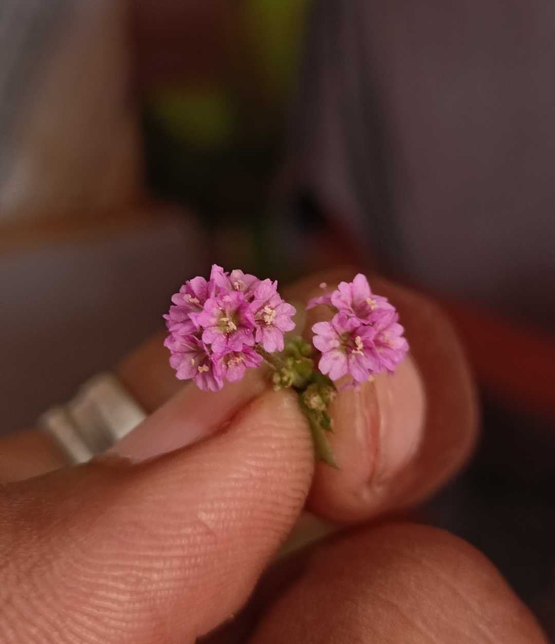 little flowers 