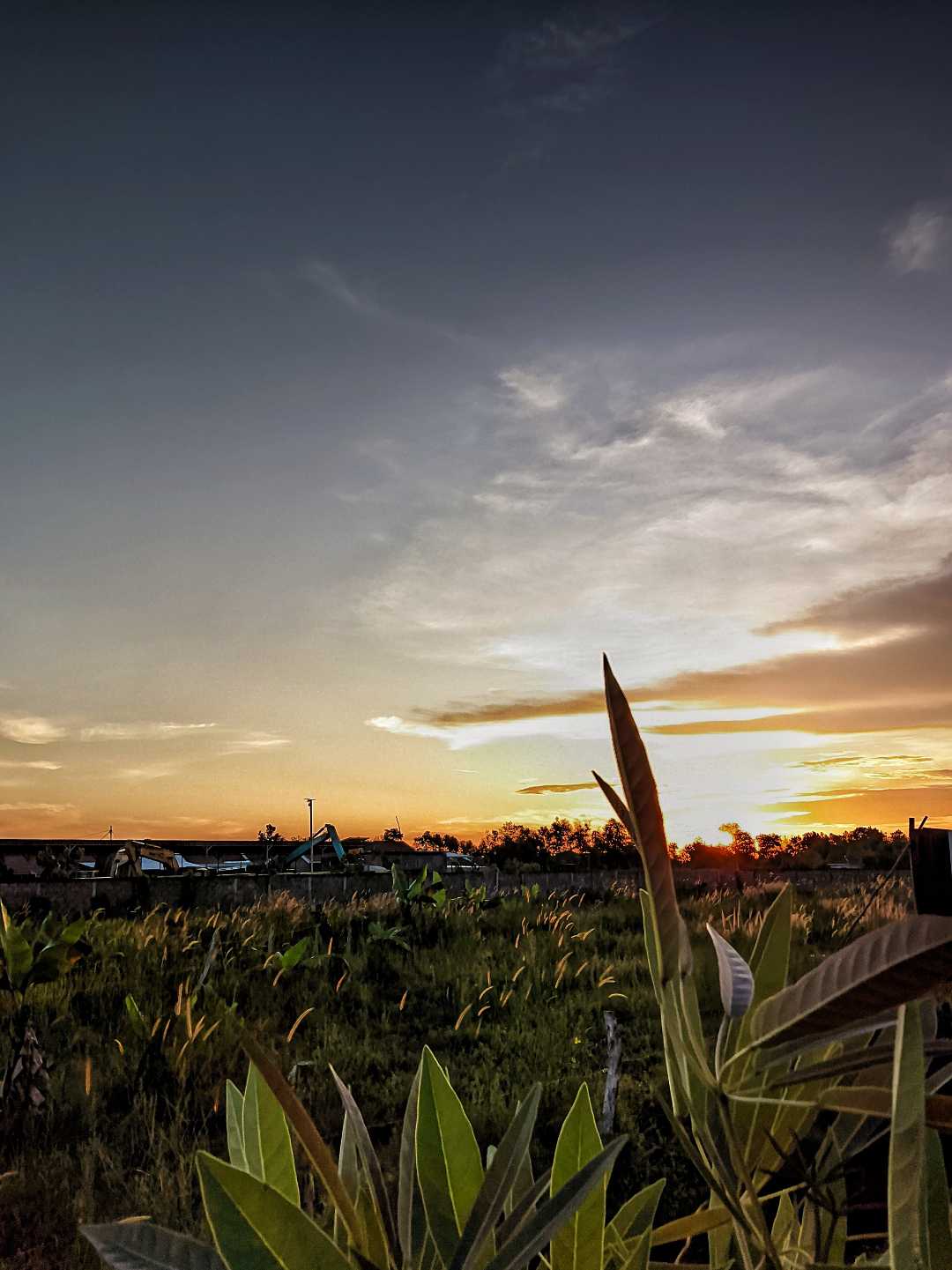 Senja