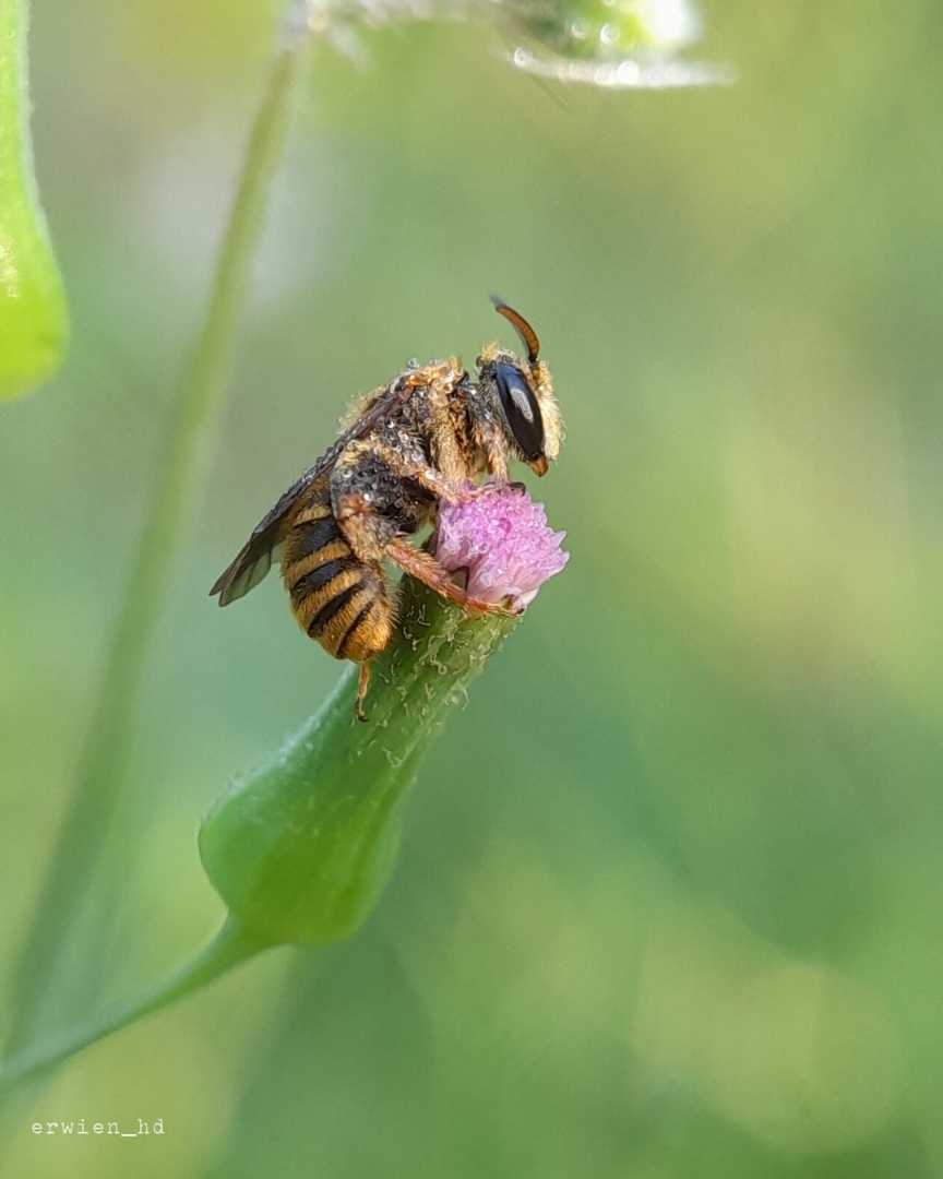 Megachilidae