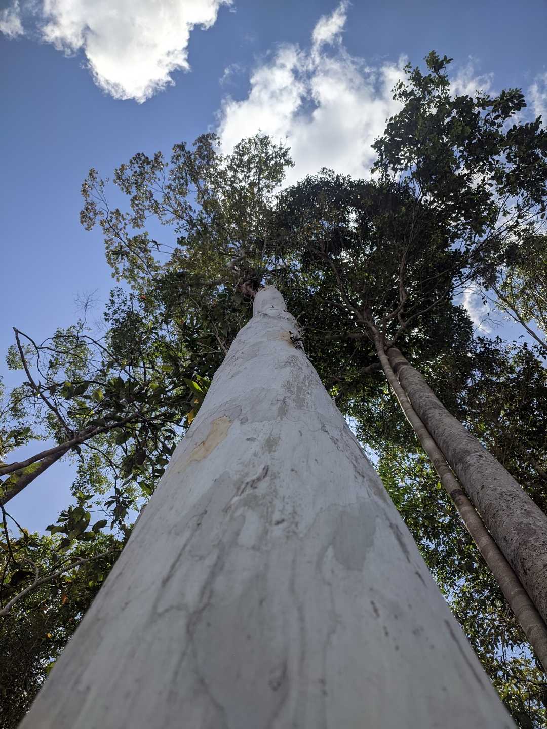 Pohon kayu