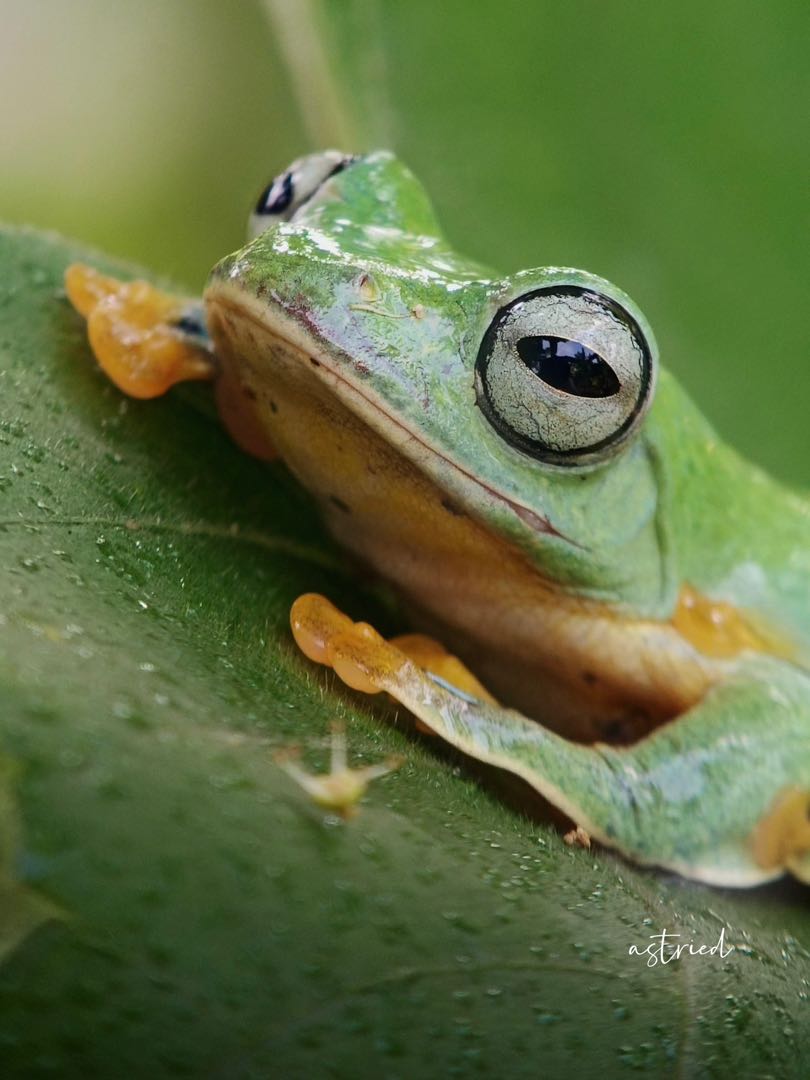 Wallace Flying Frog