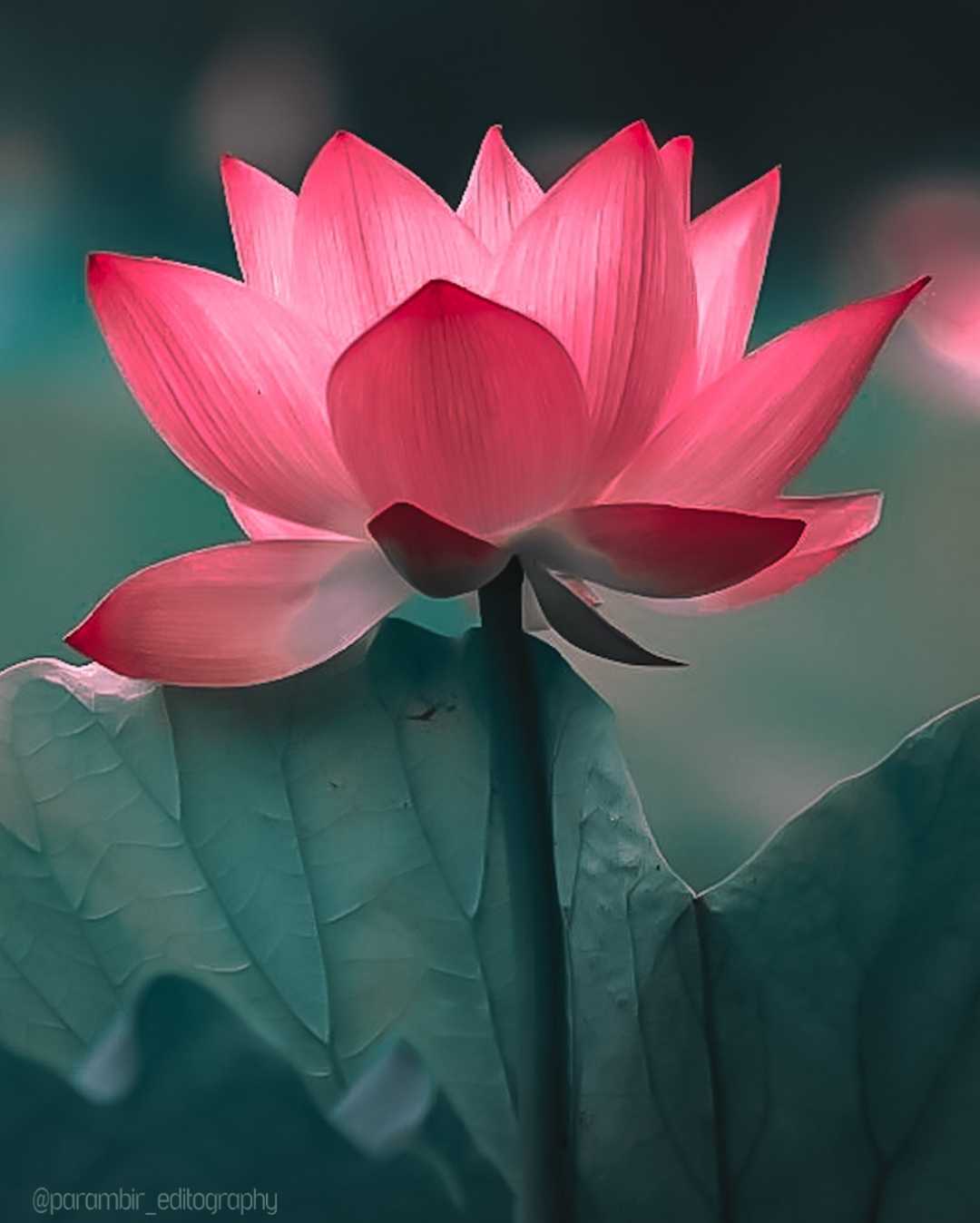 Lotus🪷