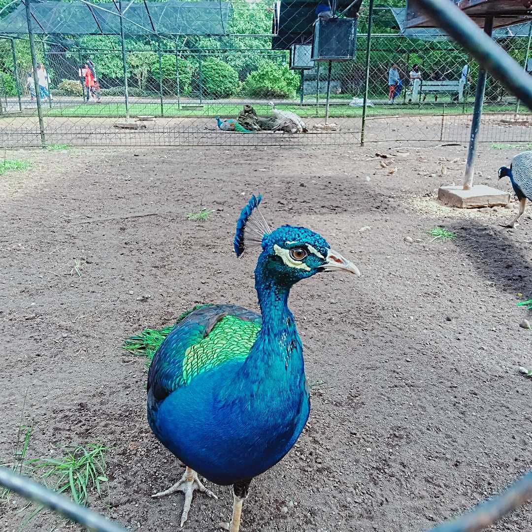 Indian Peafowl