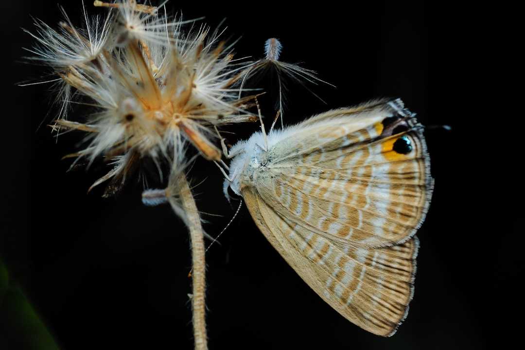 Lampides boeticus