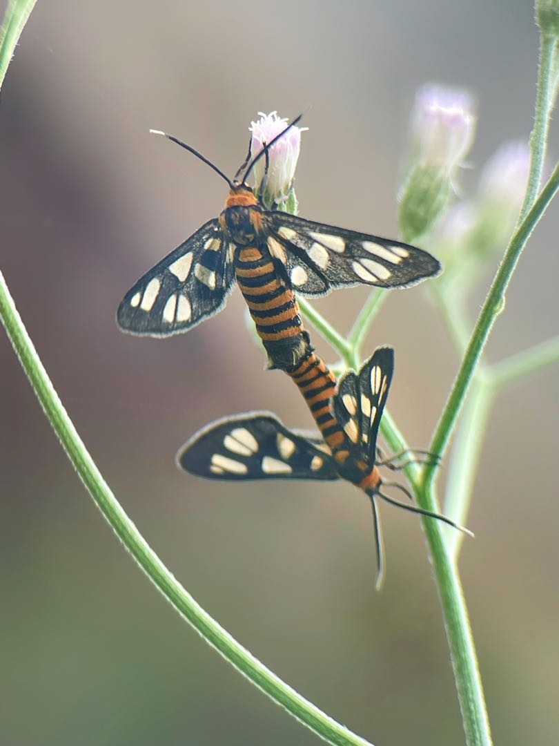 Syntomini
