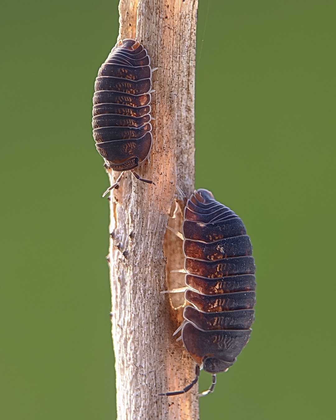 isopoda 