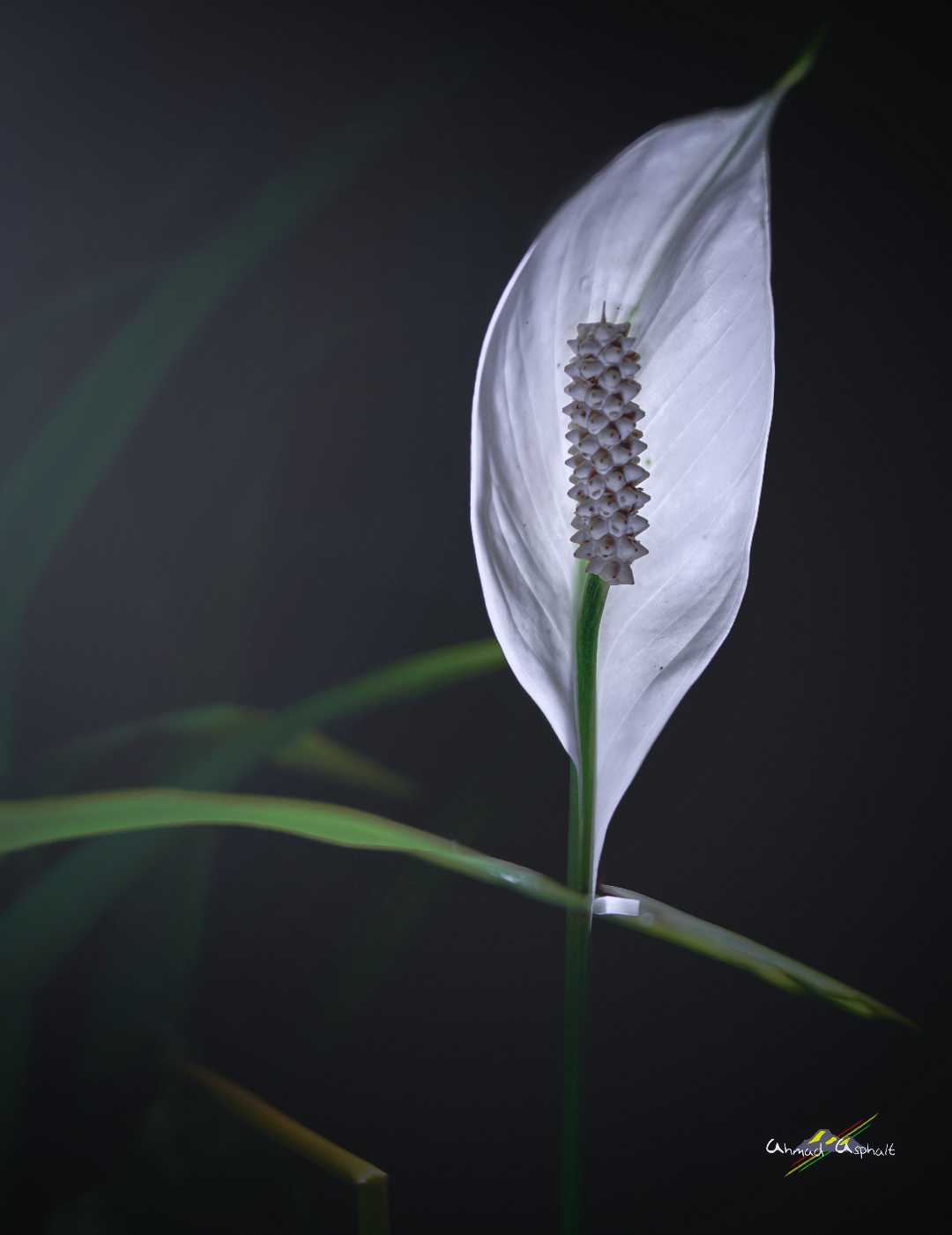 SPATHIPHYLLUM