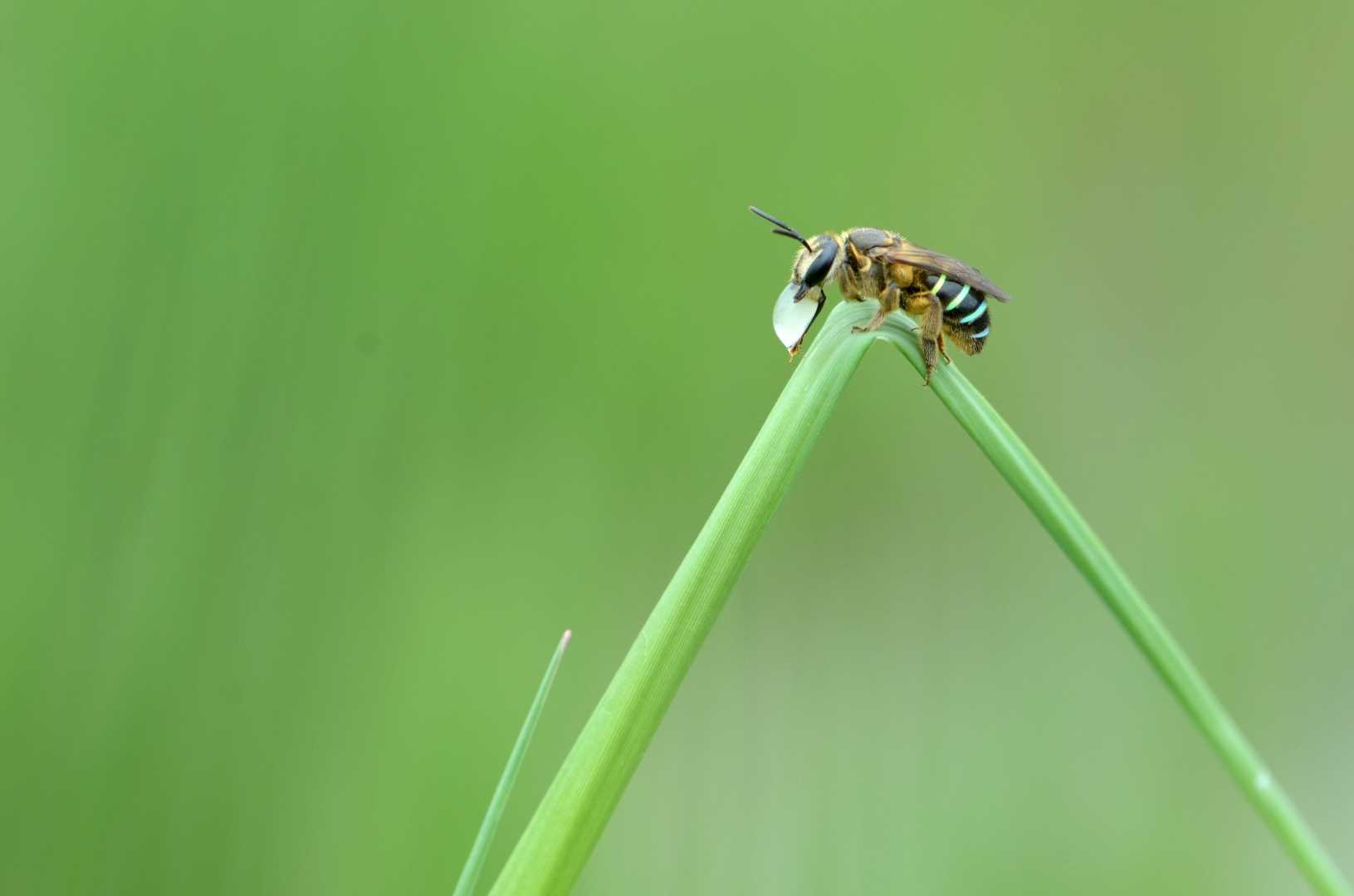 leafcutter bee