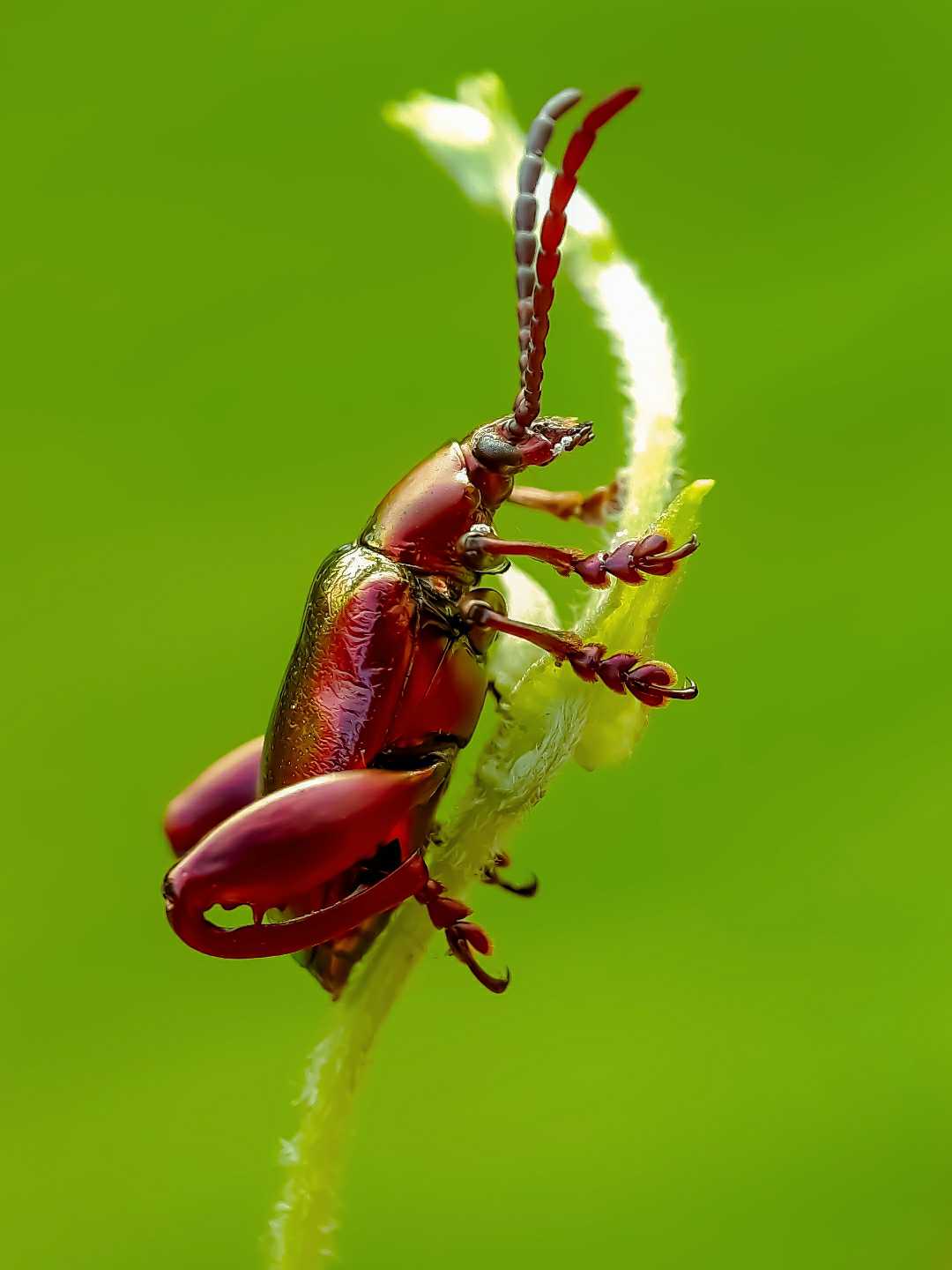 Chrysochus auratus 