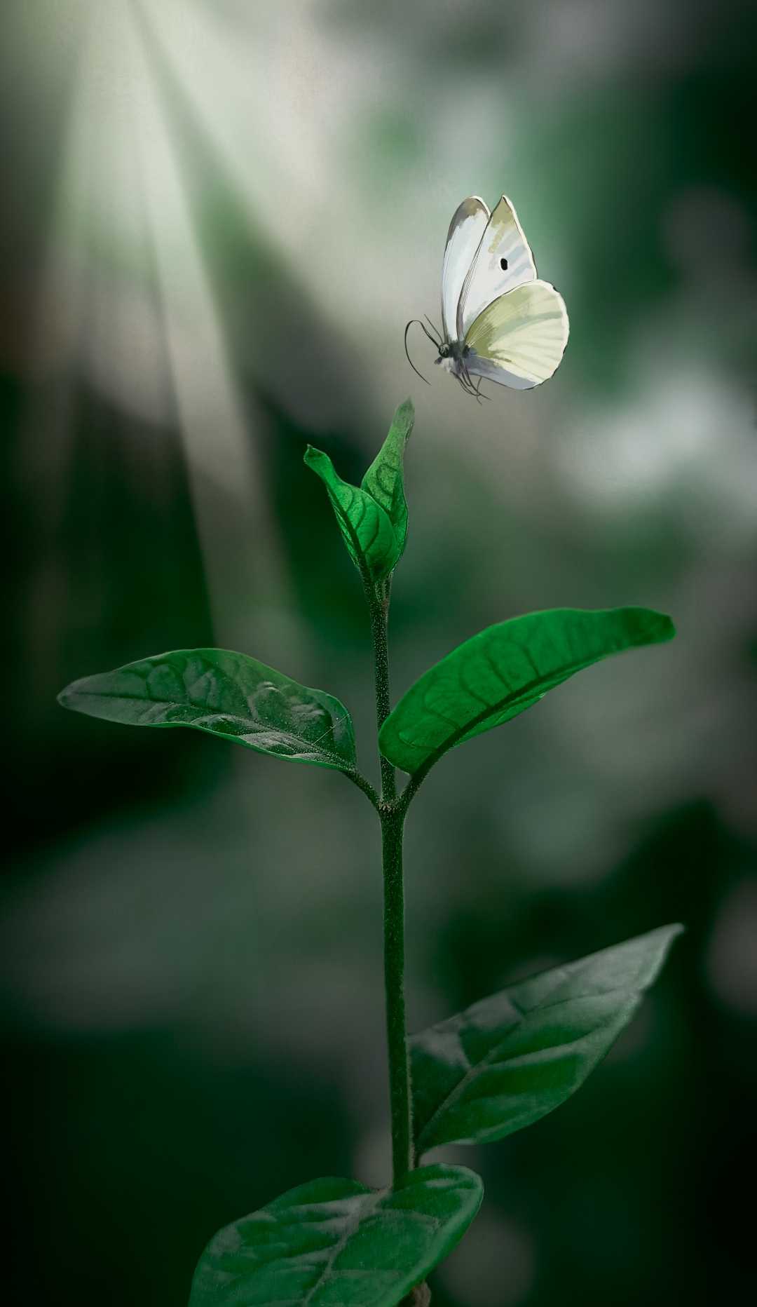 Nature ❤️💫🥰