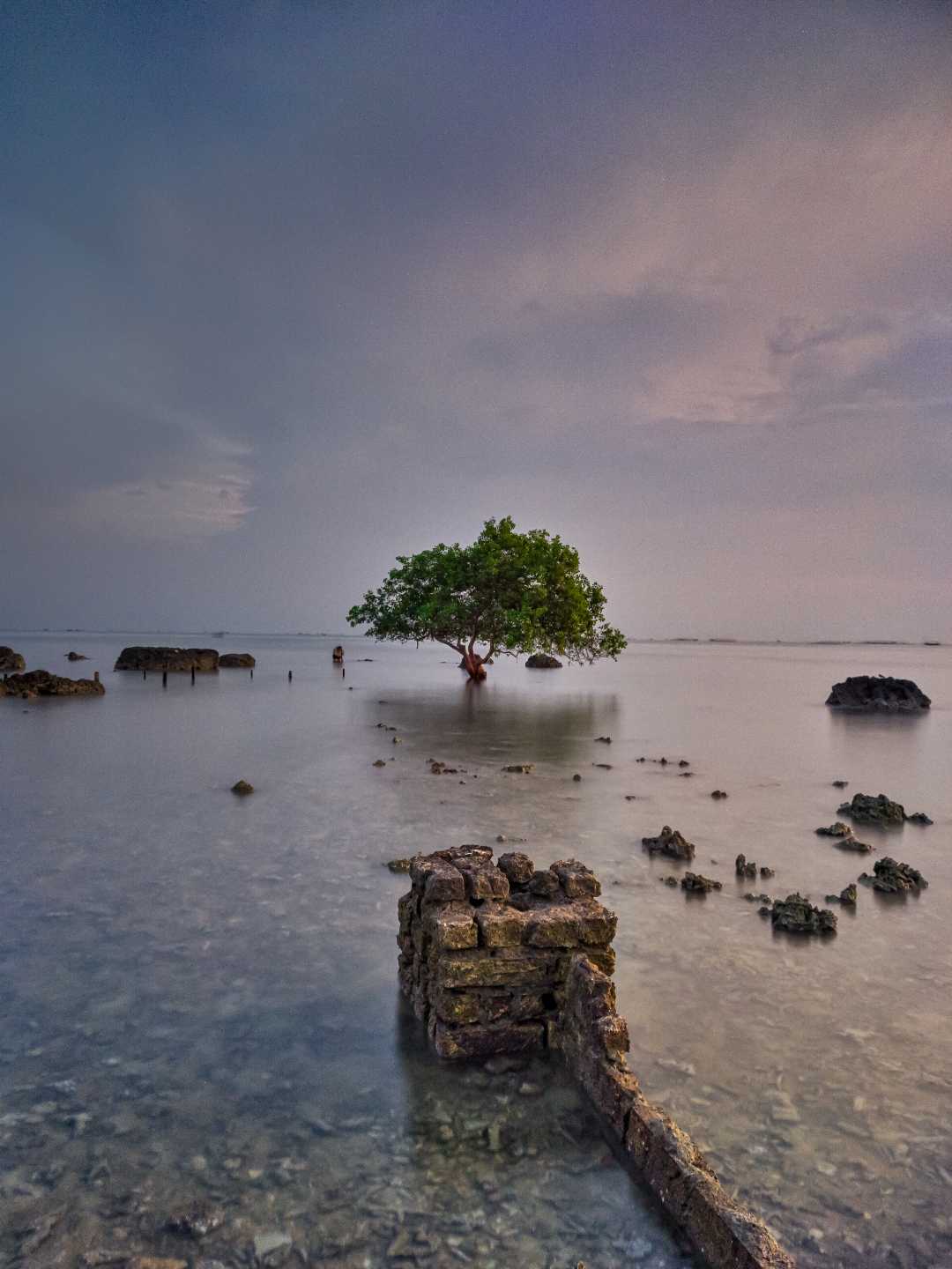 pohon jomblo clowok