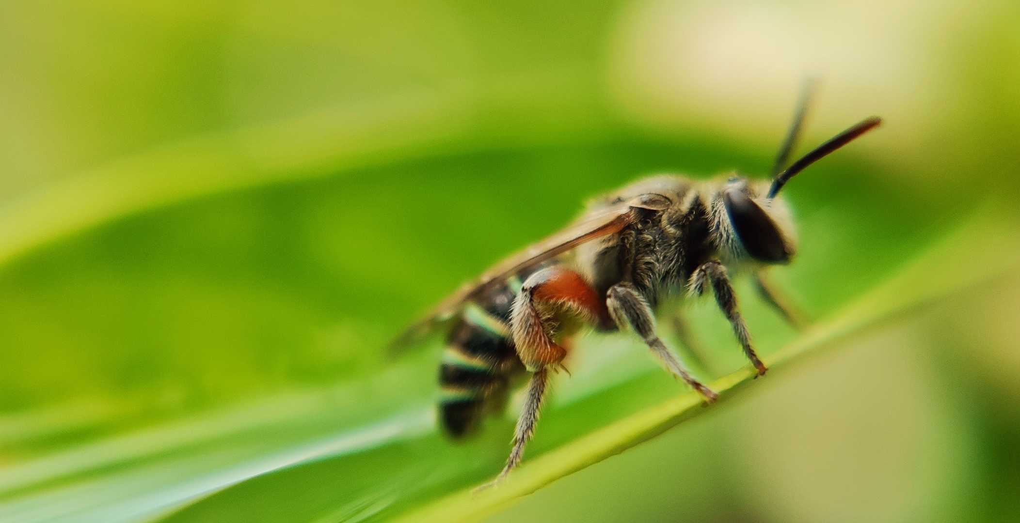 Macro shot