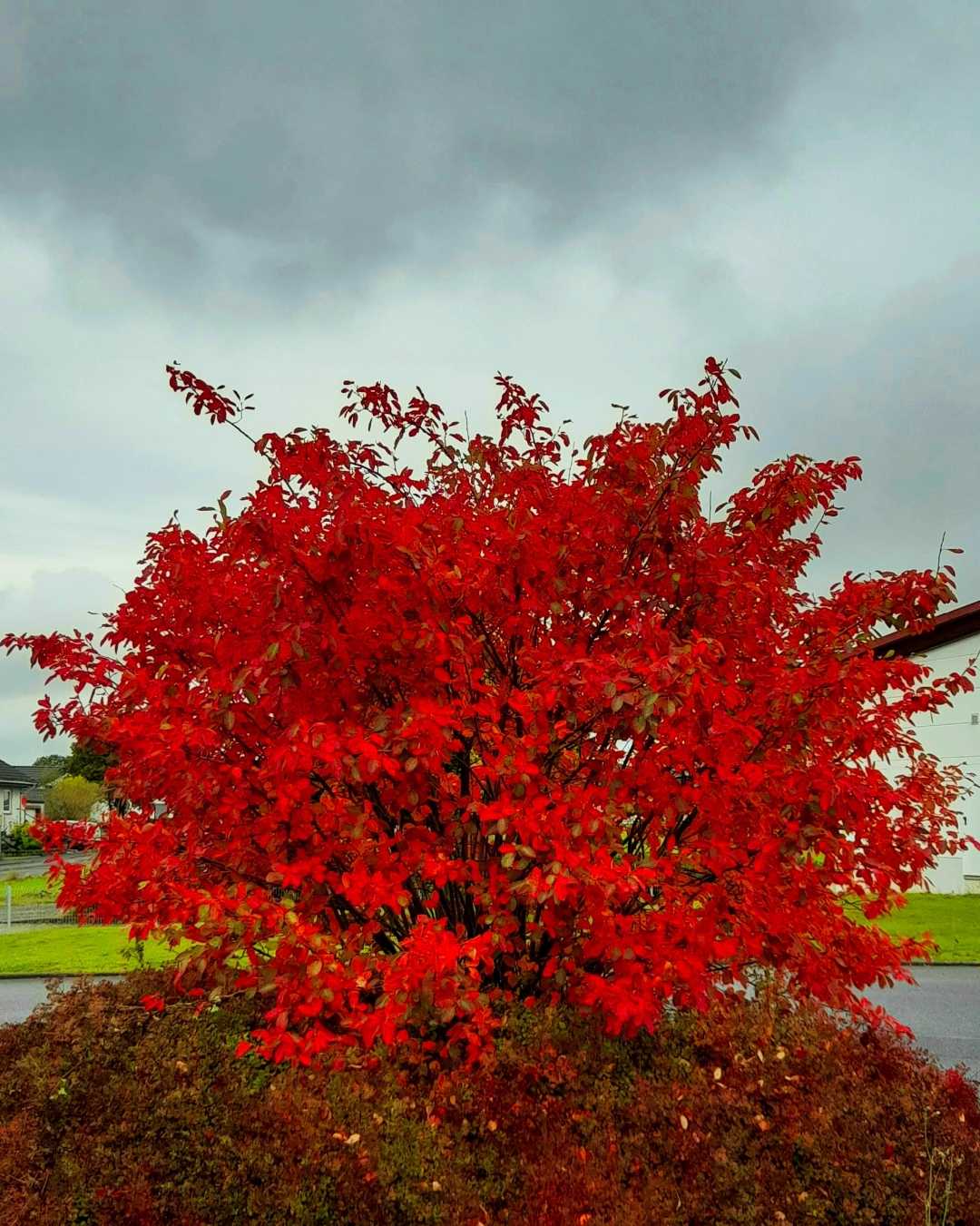 Red Tree