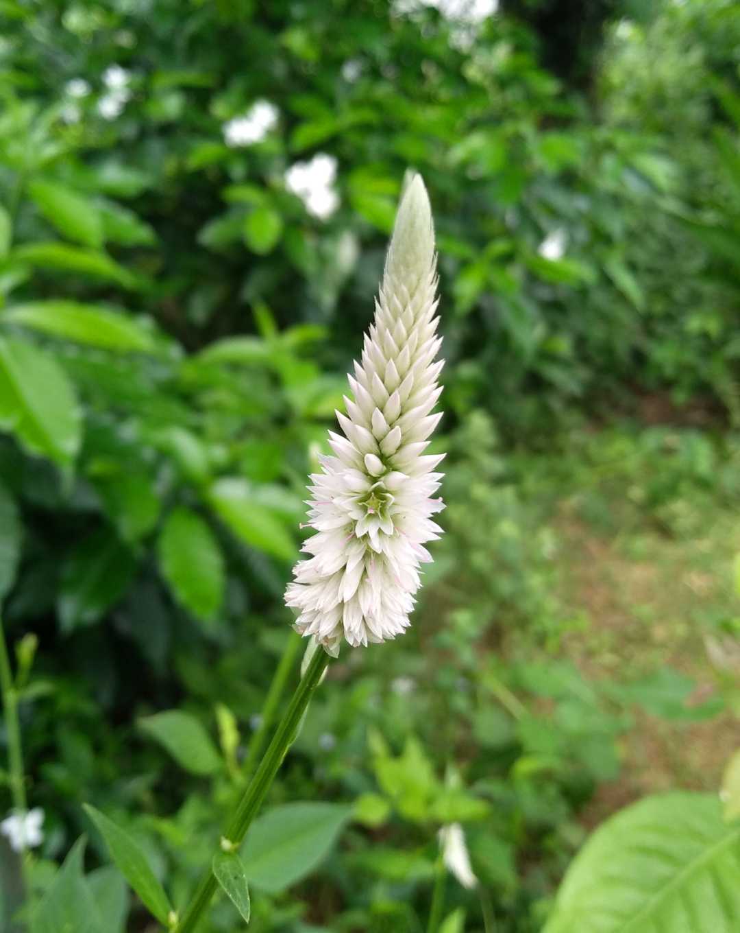 Celosia Argentea, Grass family