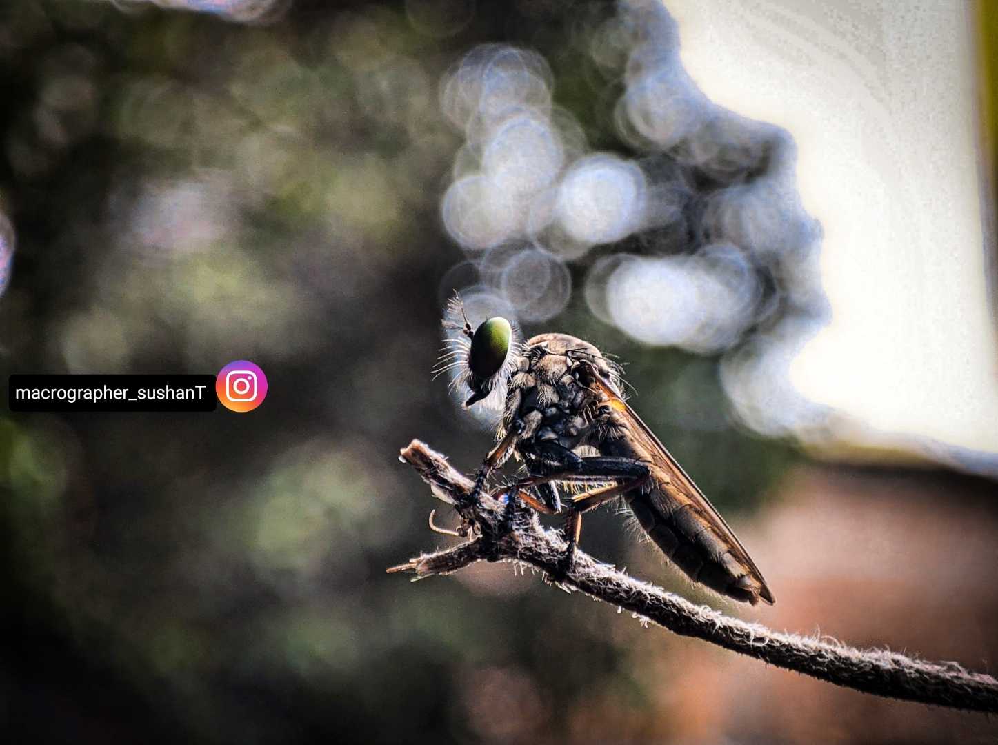 A grasshopper 🦗taking a rest
