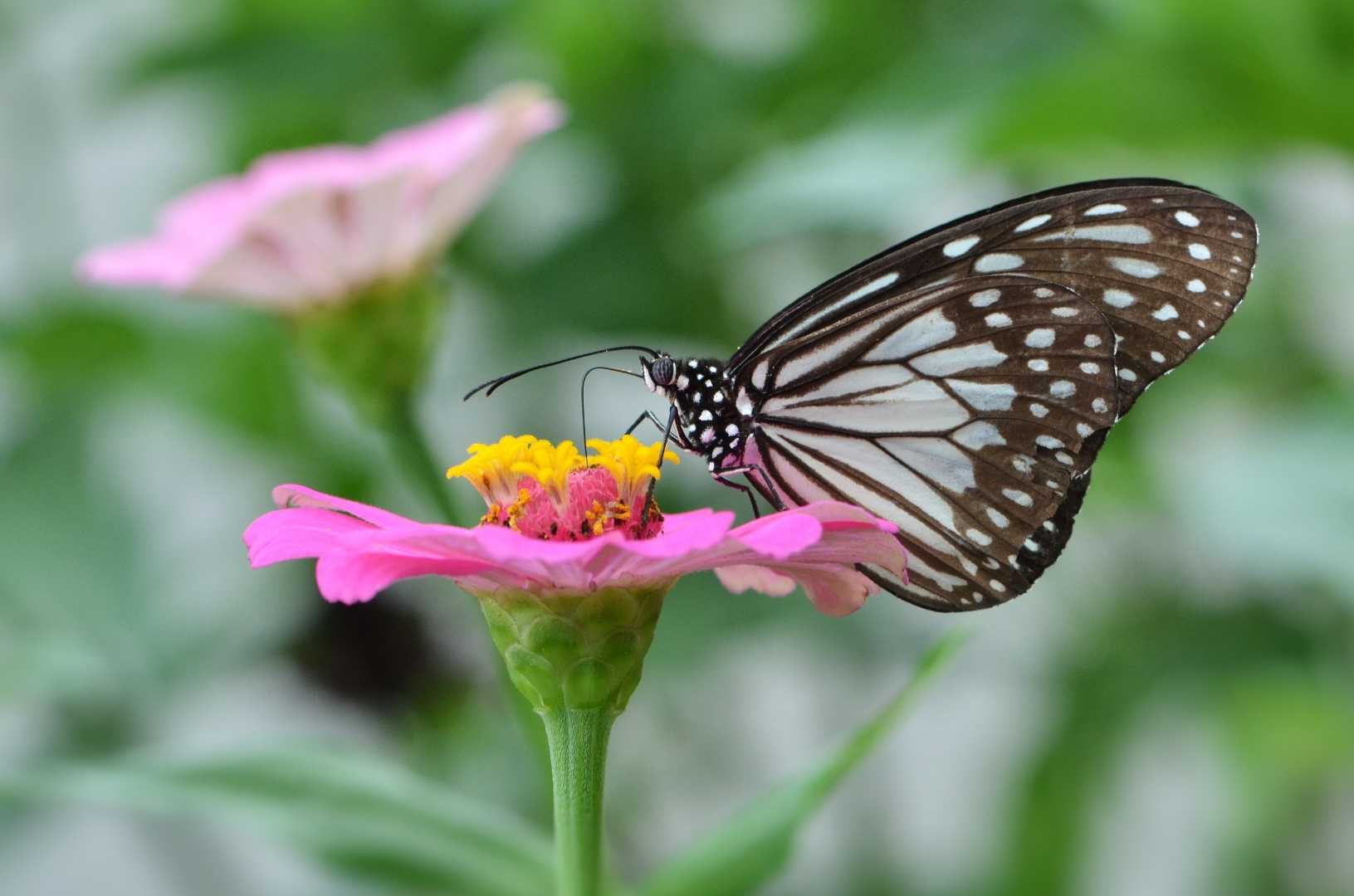 grey glassy tiger butterfly
