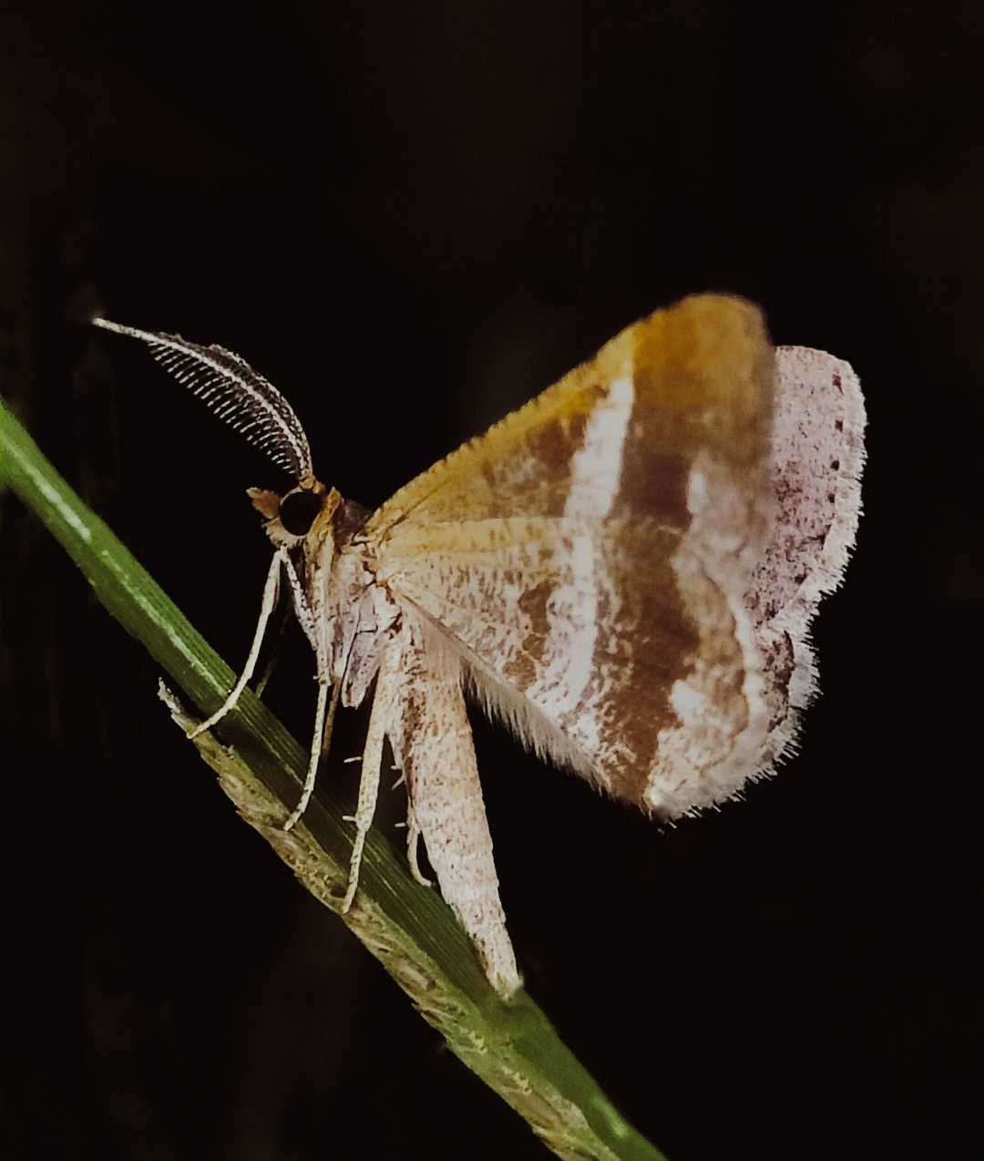 Stamnodes