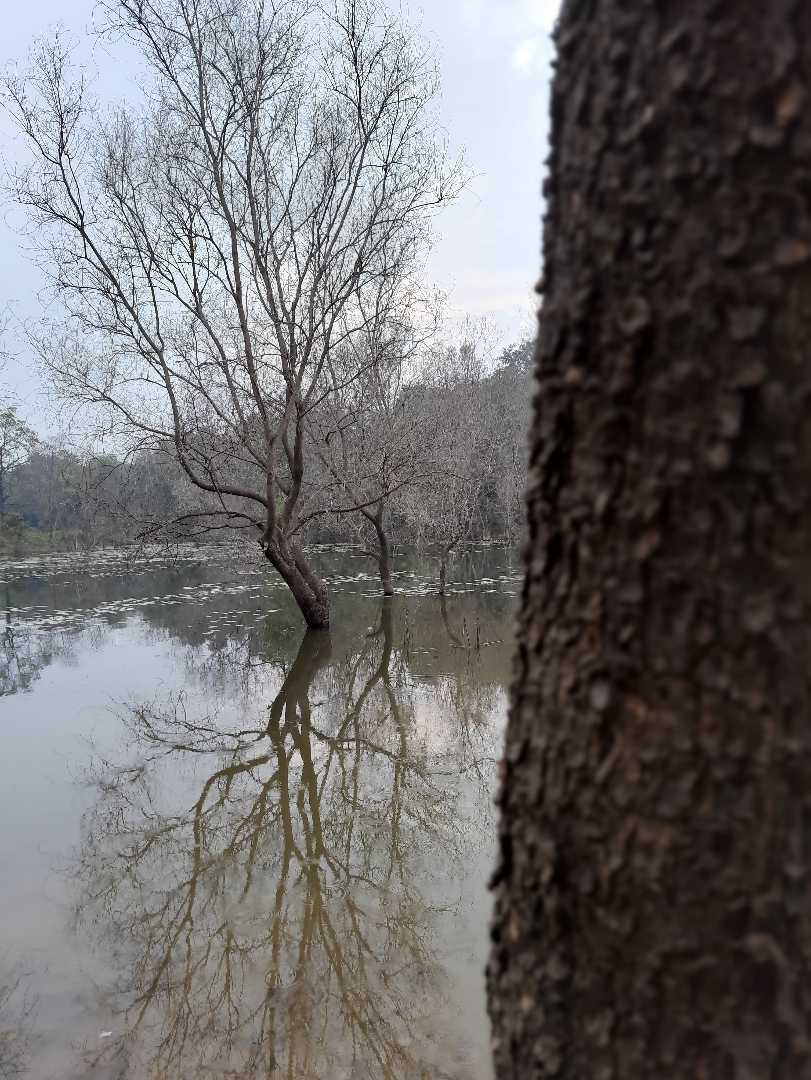 ছবিটি উল্টো করে দেখুন