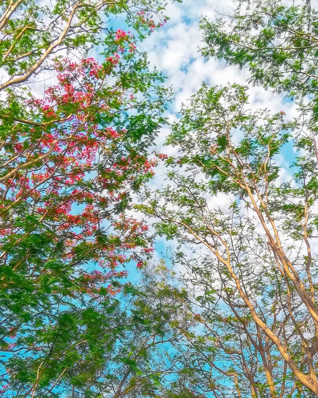 berteduh di bawah pohon