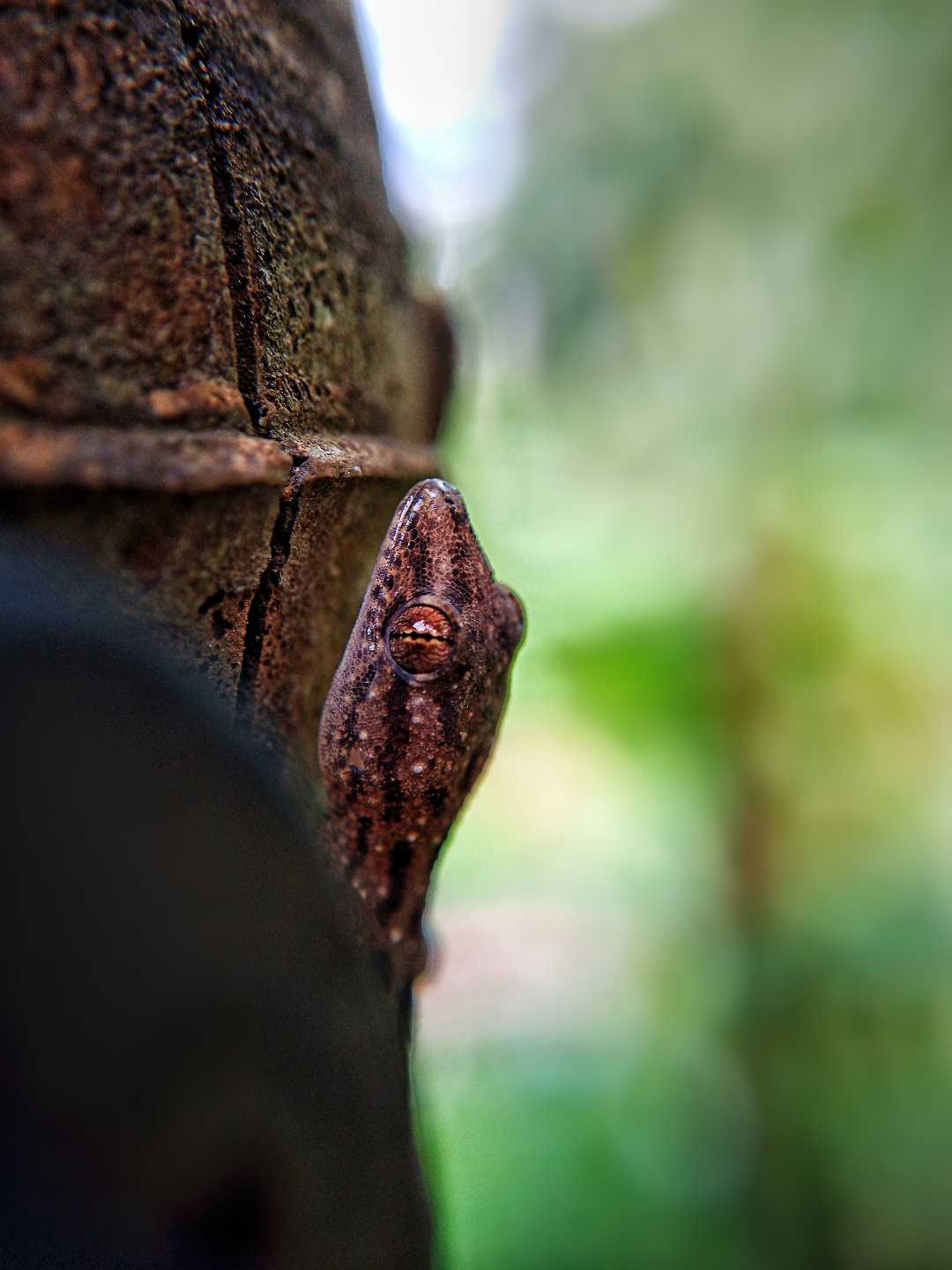 Macro World ✨