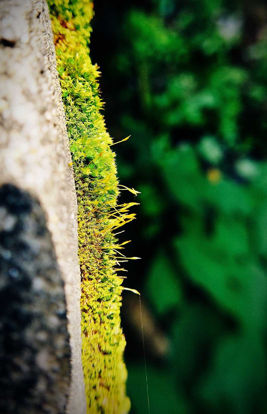 <[Funaria hygrometrica]>