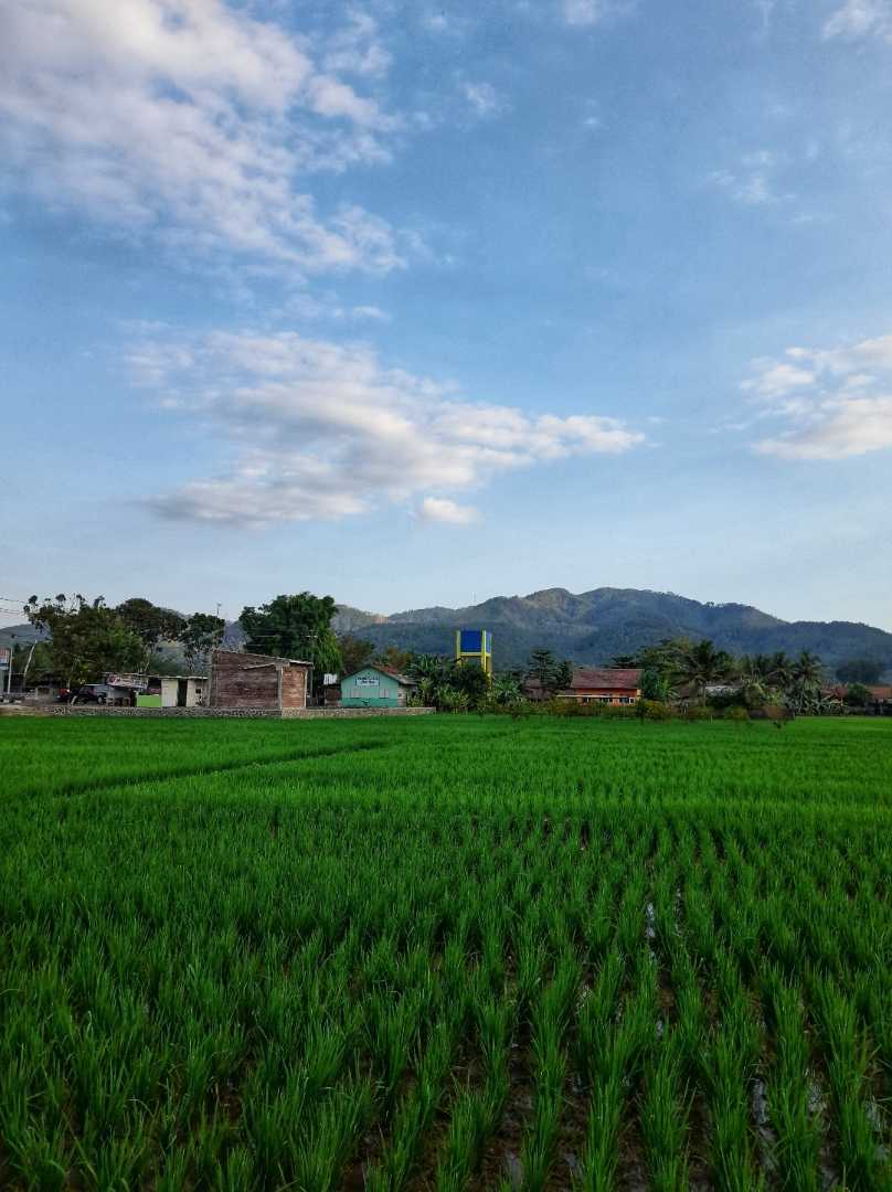 Pemandangan