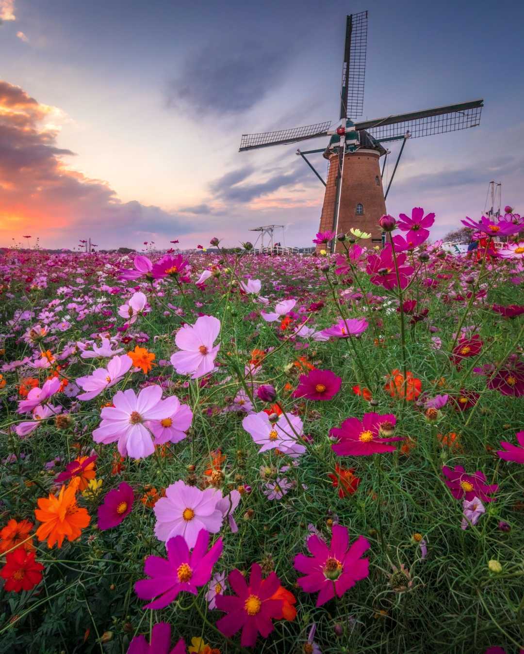 cosmos garden