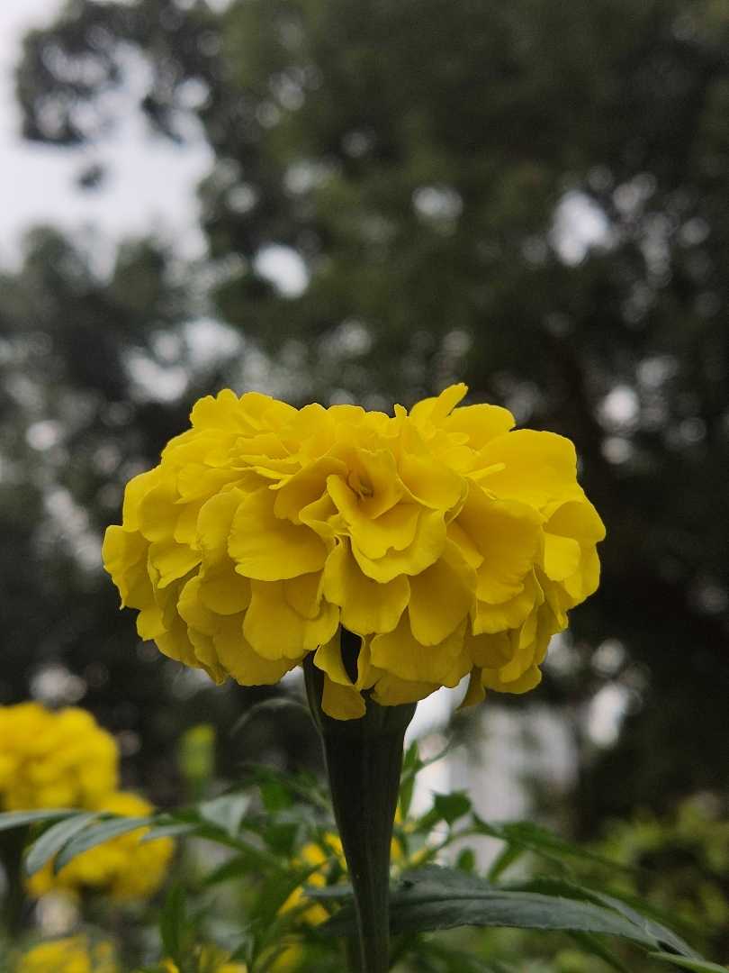 yellow Marigold 