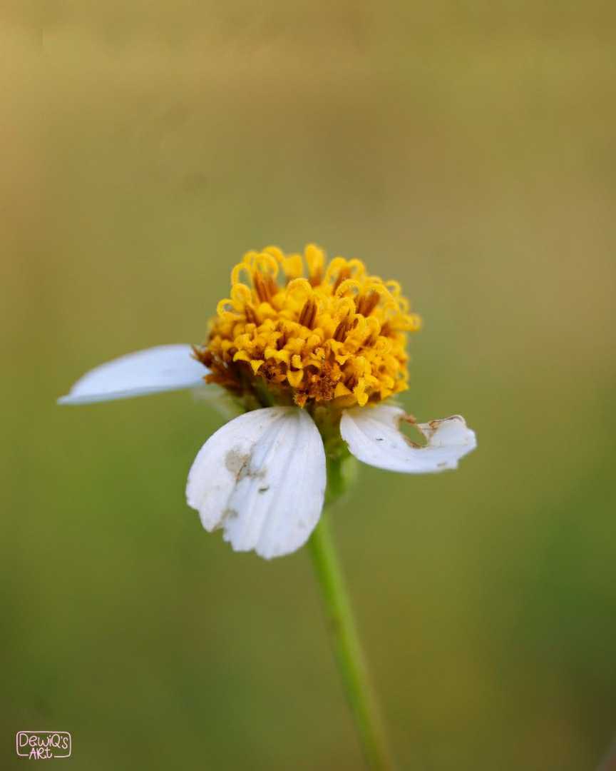 Spanish needle flower