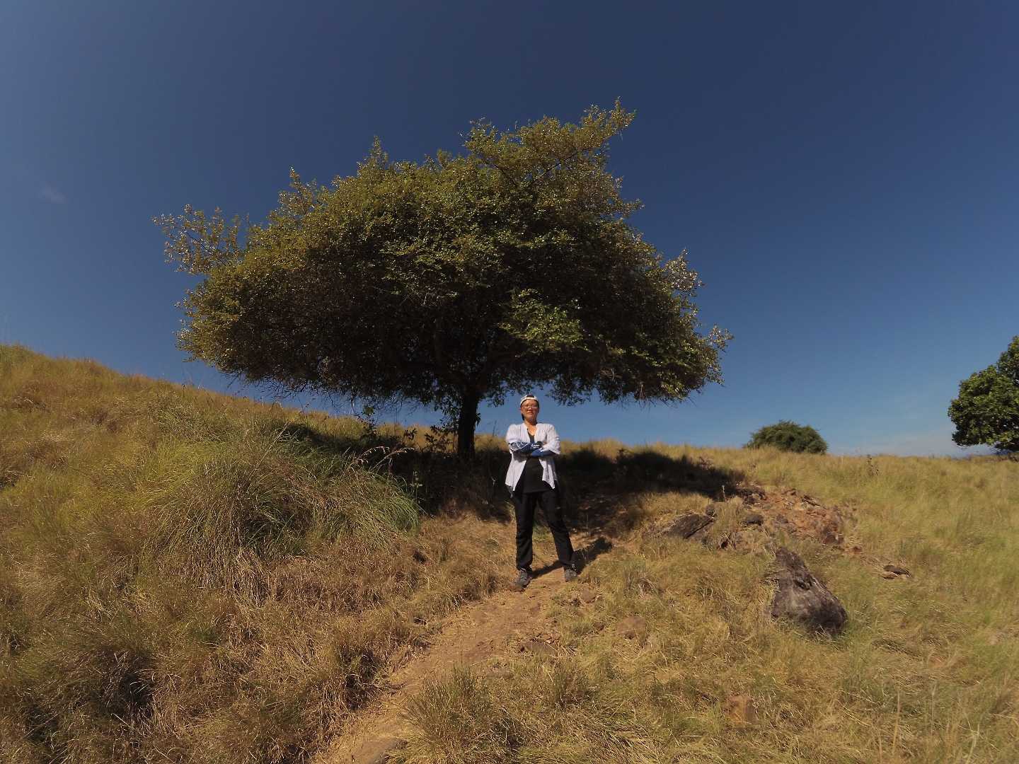 Bidara tree at Komodo Village