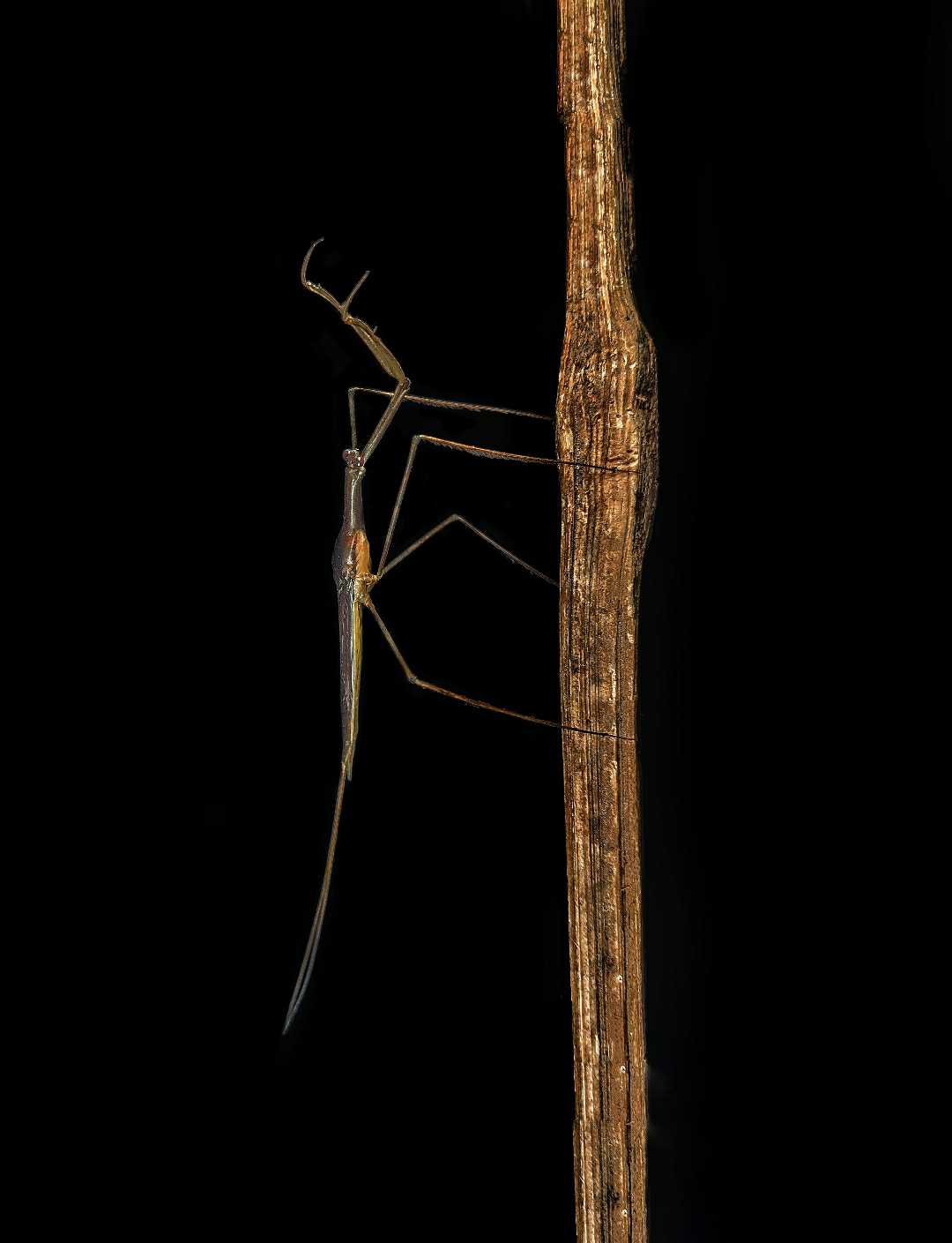 Waterscorpion